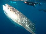 Djibouti - Whale Shark in the Gulf of Aden - 19